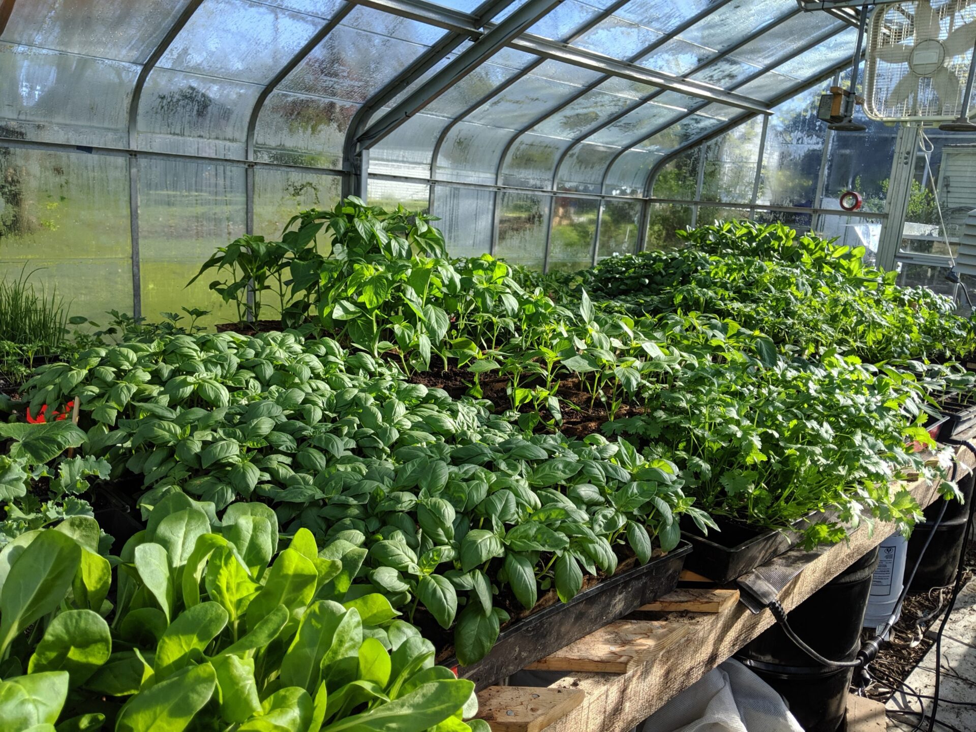 Spring plant sale at Bay Branch Farm