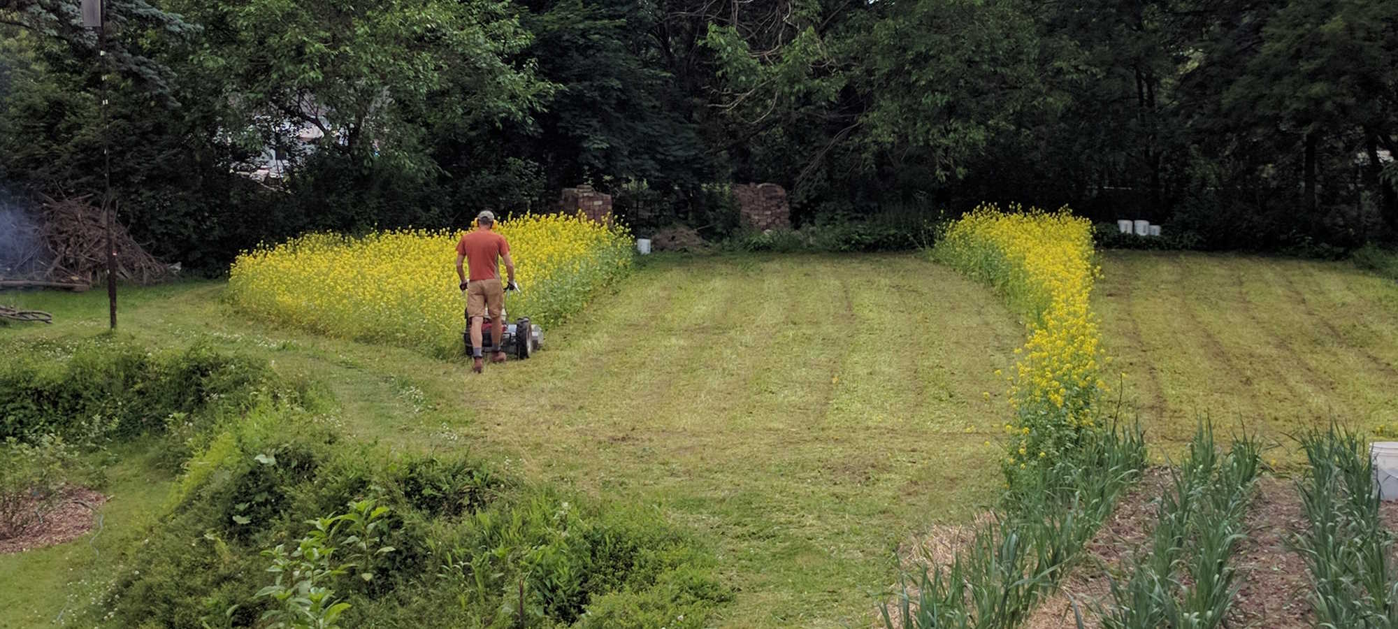 Mowing down a mustard cover crop