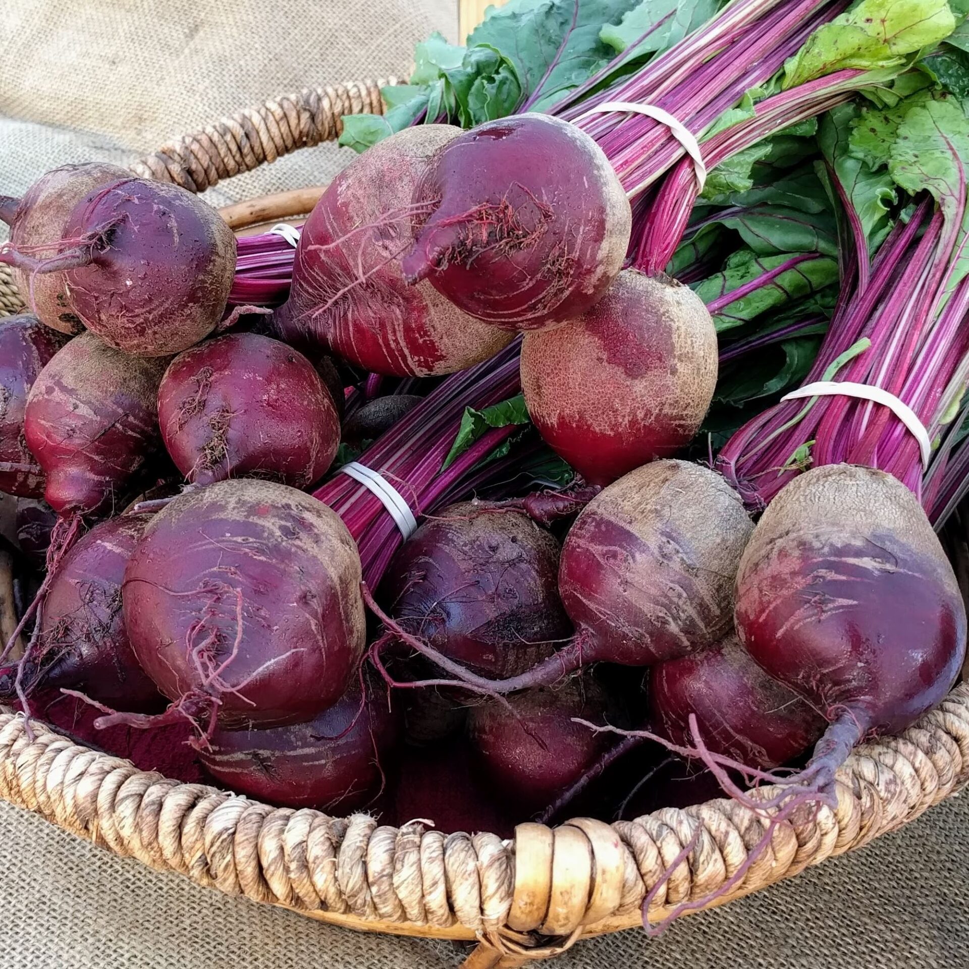 Fresh red beets from Bay Branch Farm