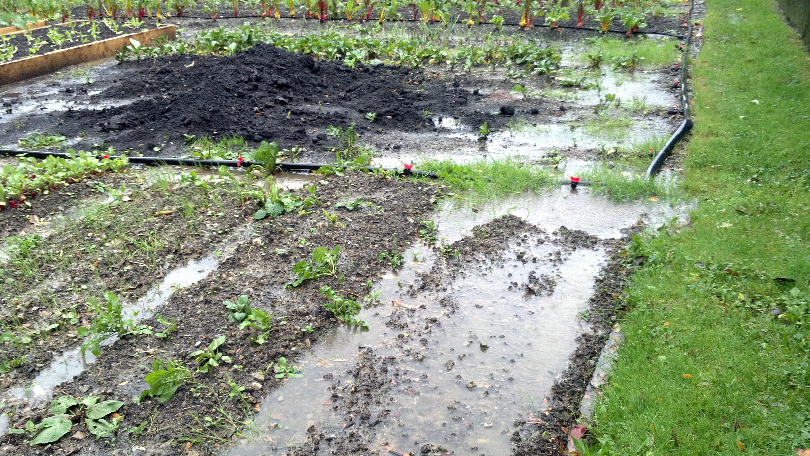 Water logged Bay Branch Farm