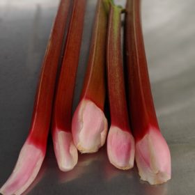 red rhubarb stalks