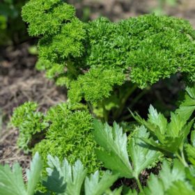 curly parsley plant in a garden bed