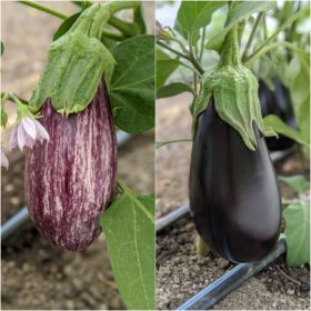 eggplants