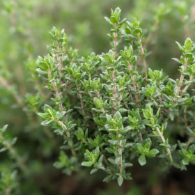 close up of the herb thyme