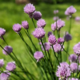 chive blossoms
